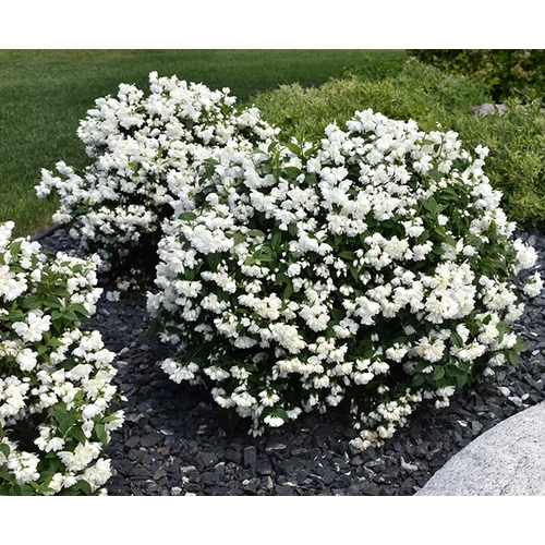 Philadelphus 'Snowbelle' - Teltvirágú jezsámen