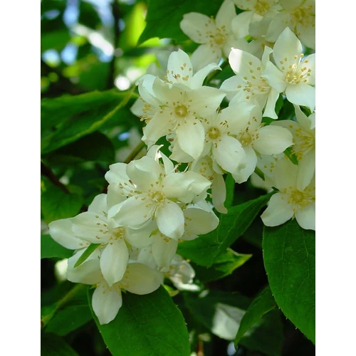 Philadelphus coronarius - Közönséges jezsámen