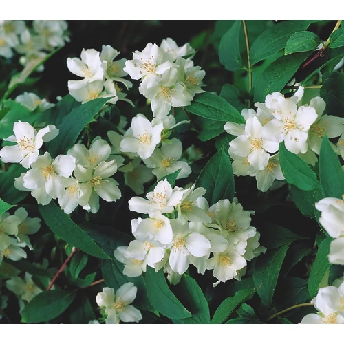 Philadelphus coronarius 'Girandole' - Teltvirágú jezsámen