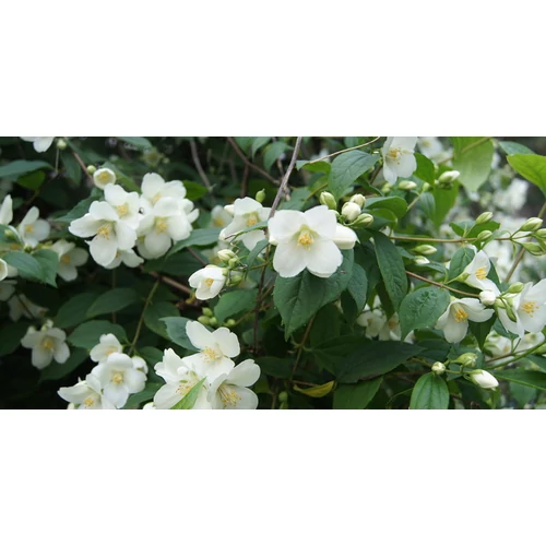 Philadelphus lewisii 'Waterton' - Jezsámen