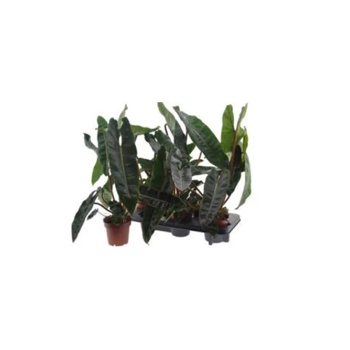 Philodendron BILLIETIAE