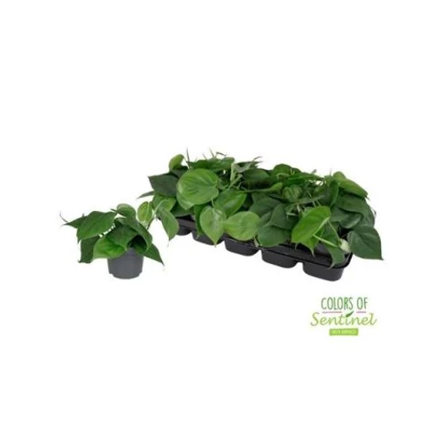Philodendron SCANDENS