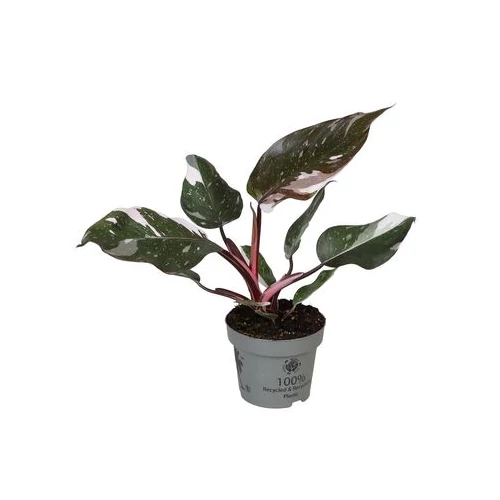 Philodendron RED WONDER