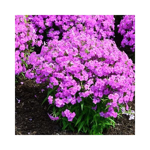 Phlox glaberrima 'Forever Pink' (Lángvirág)