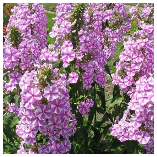 Phlox maculata 'Natascha' (Réti lángvirág)      