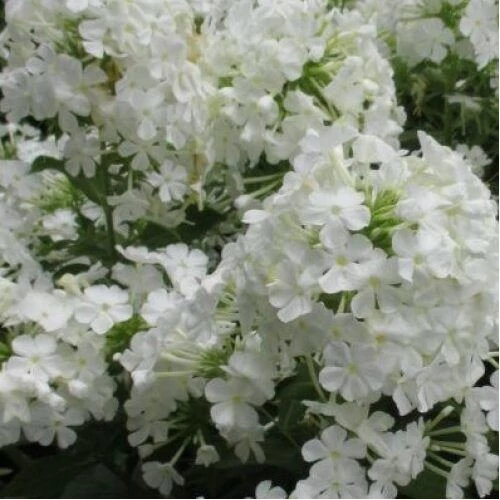 Phlox maculata 'Omega' (Réti lángvirág)      
