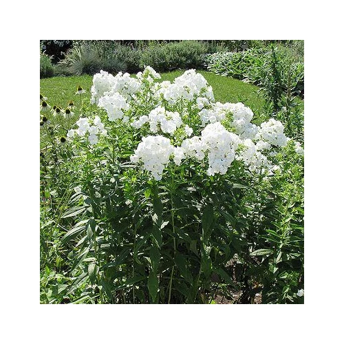Phlox paniculata 'David' (Bugás lángvirág) 