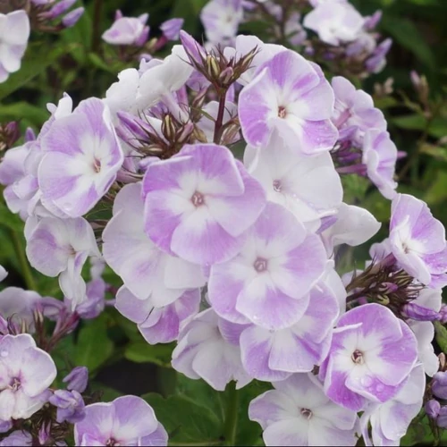 Phlox paniculata 'Katherine' (Bugás lángvirág) 