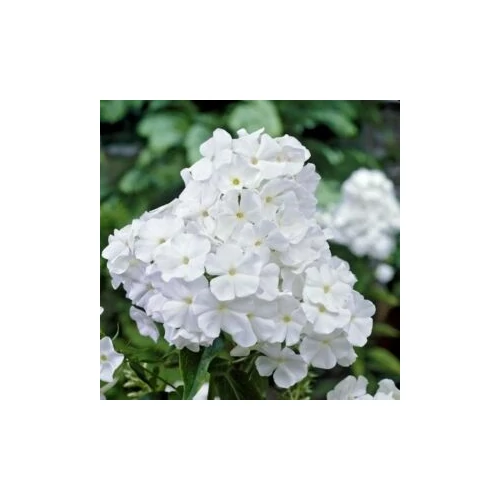 Phlox paniculata 'Rembrandt' (Bugás lángvirág)