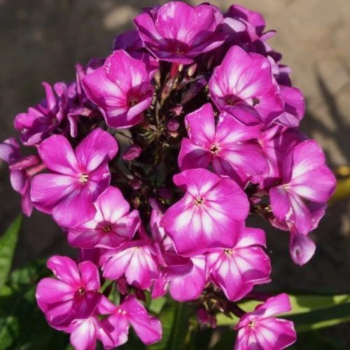 Phlox paniculata 'Sweet SummerTM Surprise' (Bugás lángvirág)
