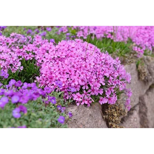 Phlox subulata 'Alexander's Surprise' (Árlevelű lángvirág)