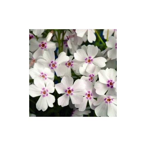 Phlox subulata 'Coral Eye' (Árlevelű lángvirág)