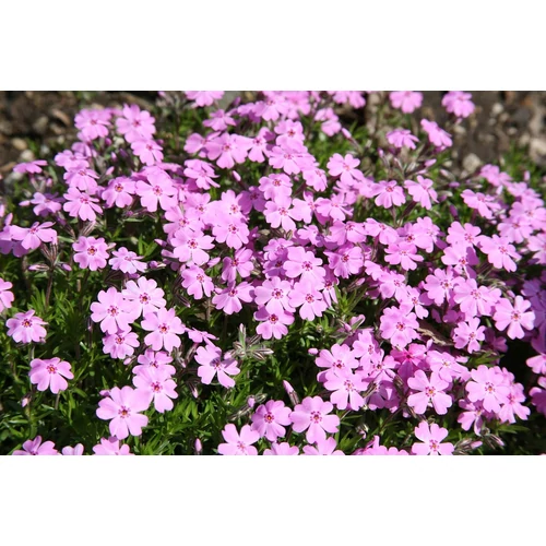 Phlox subulata 'Janusz' (Árlevelű lángvirág)