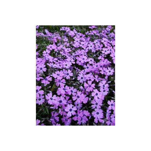 Phlox subulata 'Purple Beauty' (Árlevelű lángvirág)