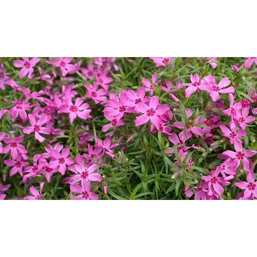 Phlox subulata 'Temiskaming' (Árlevelű lángvirág)