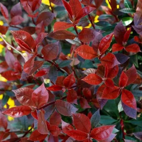 Photinia 'Dicker Tony' – Korallberkenye 