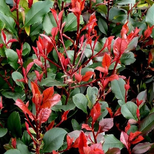 Photinia 'Little Red Robin'