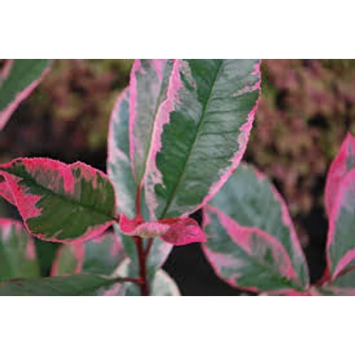 Photinia 'Pink Marble Cassini'