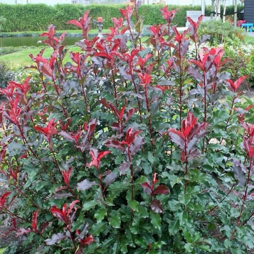 Photinia Red Select - Korallberkenye