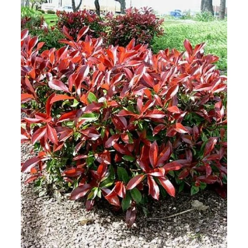 Photinia Robusta Compact - Korallberkenye
