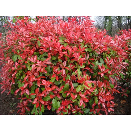 Photinia × fraseri 'Camilvy' - Korallberkenye