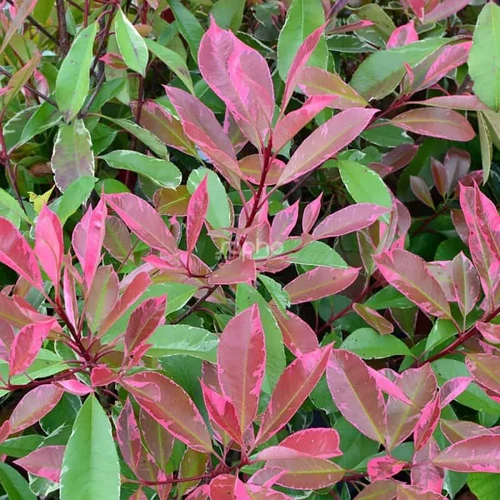 Photinia x fraseri 'Louise'® - 
