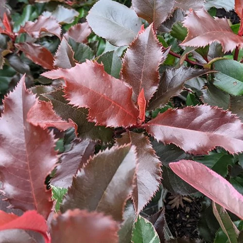 Photinia x fraseri 'Magical Volcano'® - Közepes növésű korallberkenye
