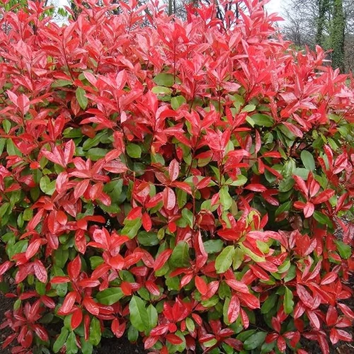 Photinia × fraseri 'Red Fence' - 