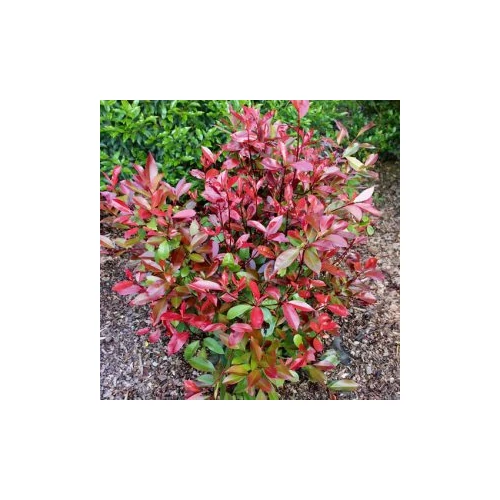 Photinia x fraseri 'Red Robin Tosca' - 