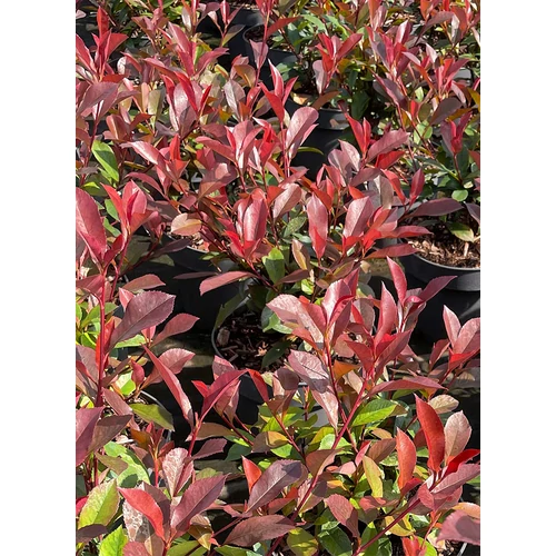 Photinia x fraseri 'Robusta Compacta' - Korallberkenye
