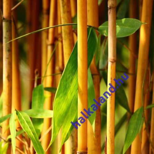 Phyllostachys ‘Aurea’, Bambusz