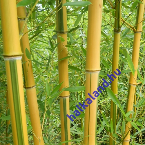Phyllostachys aureosulcata ’Spectabilis’, Bambusz