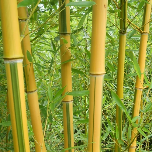 Phyllostachys aureosulcata ’Spectabilis’, Bambusz