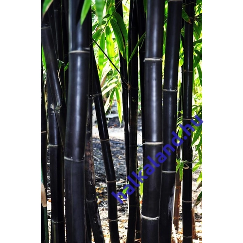 Phyllostachys nigra 'Variegata' – Fekete bambusz