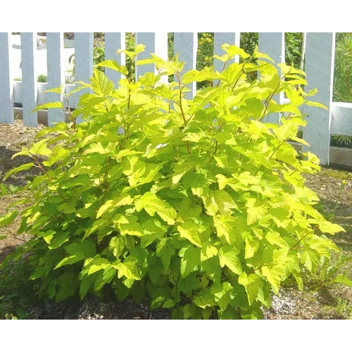 Physocarpus opulifolius 'Dart's Gold' - Sárga levelű hólyagvessző
