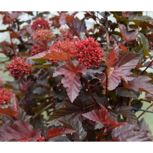 Physocarpus opulifolius 'Diable d'Or'® - Rézvörös levelű hólyagvessző