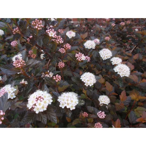 Physocarpus opulifolius 'Diabolo' ® - Bordó levelű hólyagvessző