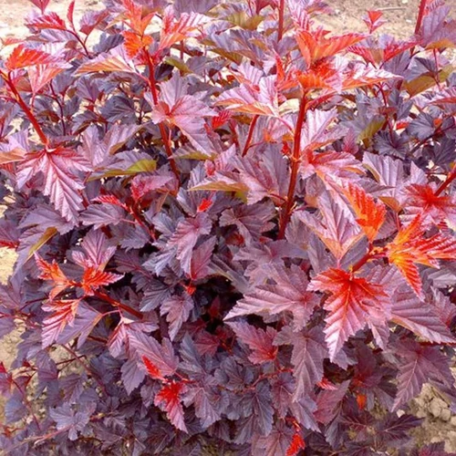 Physocarpus opulifolius 'Little Angel'® - Narancsvörös levelű, törpe hólyagvessző