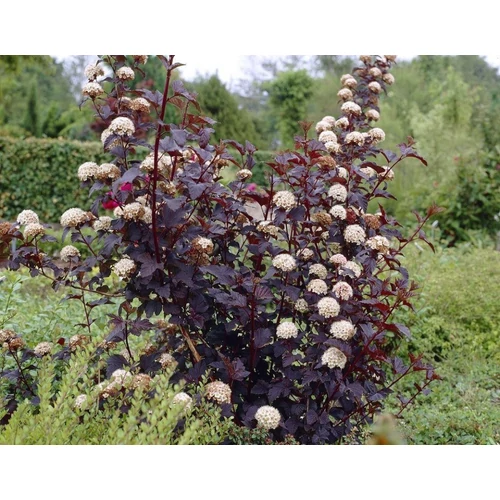 Physocarpus opulifolius 'Red Baron'  - Bordó levelű hólyagvessző