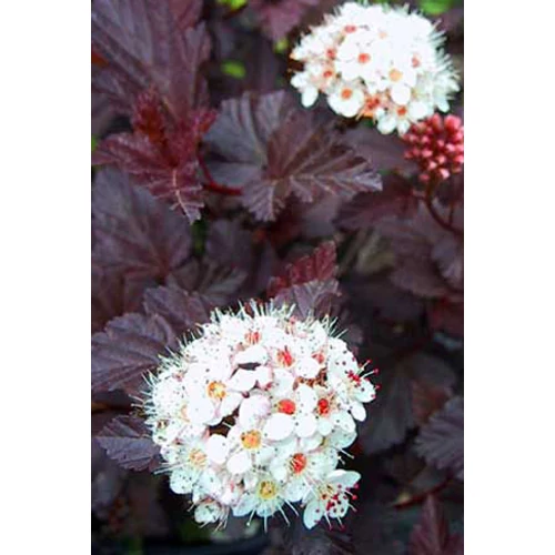 Physocarpus opulifolius 'Schuch' - Lilás-bordó levelű hólyagvessző