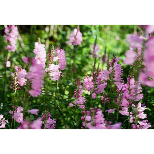 Physostegia virginiana 'Rosea' (Virginiai füzérajak)