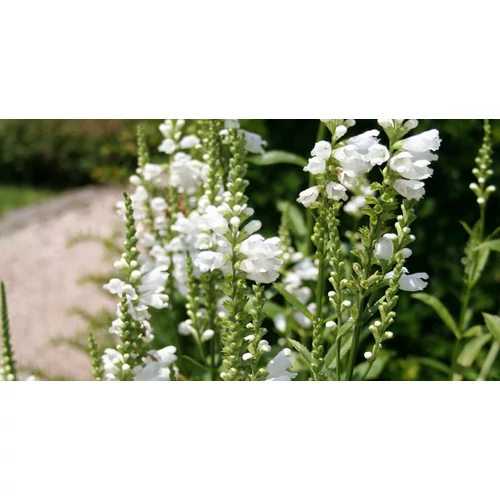 Physostegia virginiana 'Summer Snow' (Virginiai füzérajak)
