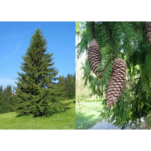 Picea abies - Közönséges lucfenyő