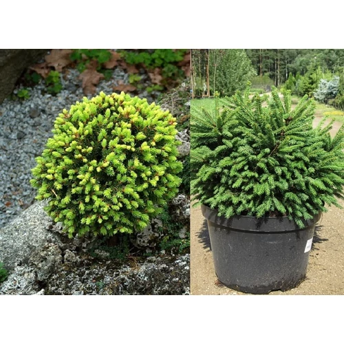 Picea abies 'Barryi' - Törpe gömb lucfenyő