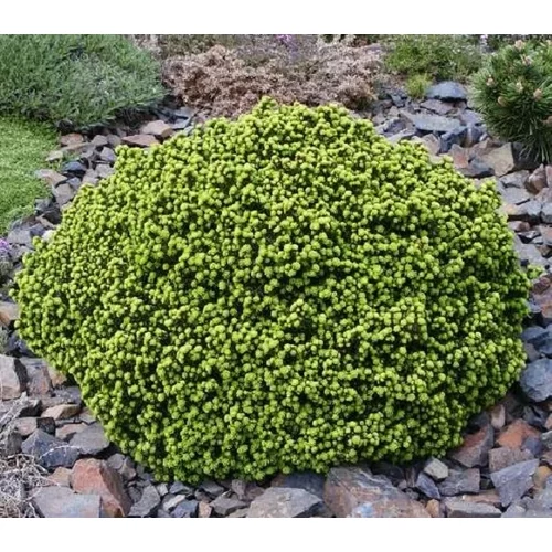 Picea abies 'Little Gem' - Törpe gömb lucfenyő