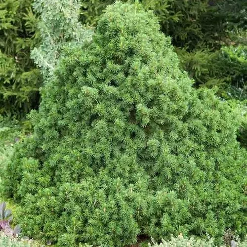 Picea abies 'Tompa' - 
