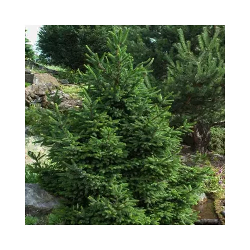 Picea abies 'Will's Zwerg' - 