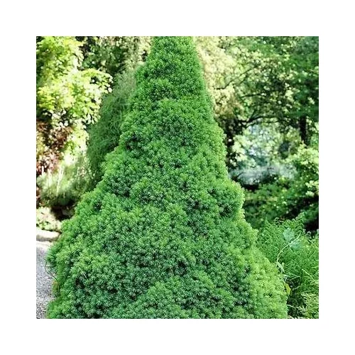 Picea glauca 'Conica' - Cukorsüvegfenyő