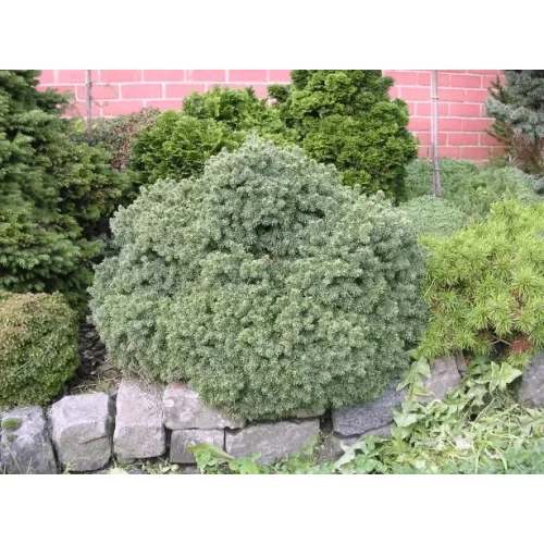 Picea glauca 'Echiniformis' - Kék levelű törpe gömbfenyő