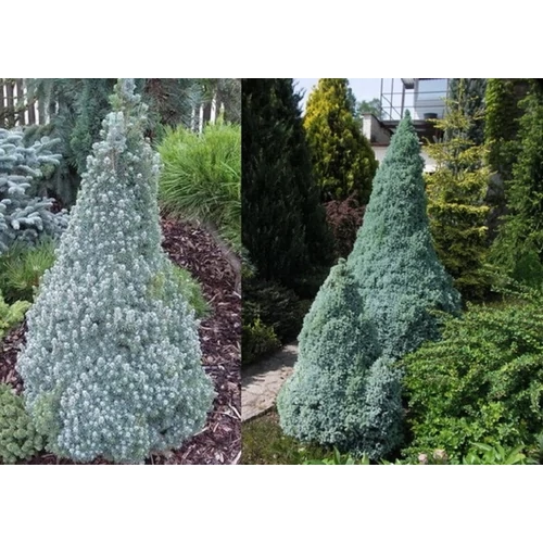 Picea glauca 'Sander's Blue' - Kék cukorsüvegfenyő